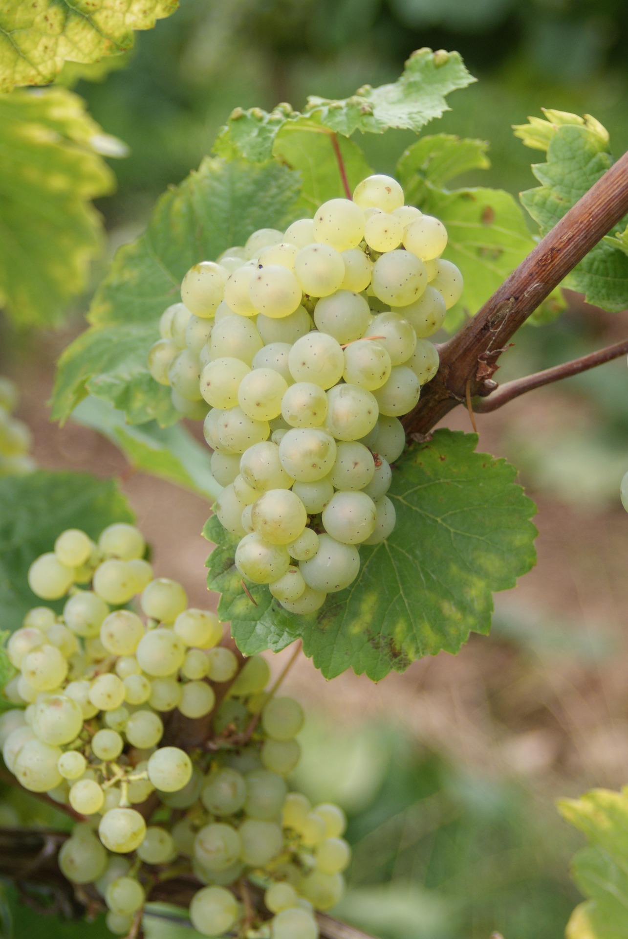 Riesling - WEIN & CO