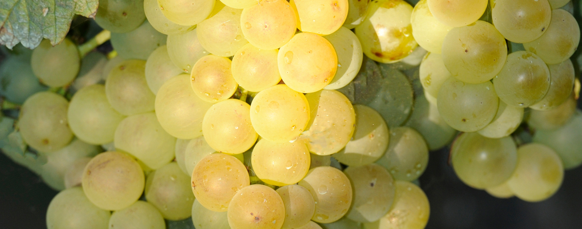 Albarino