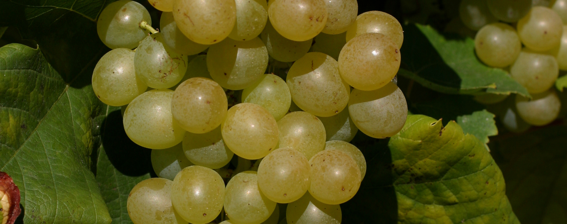 Assyrtiko