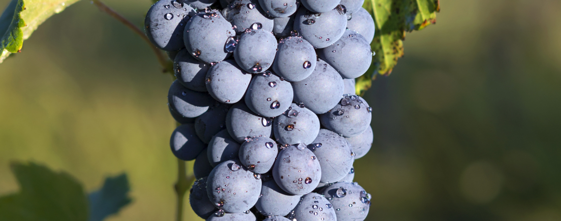 Barbera