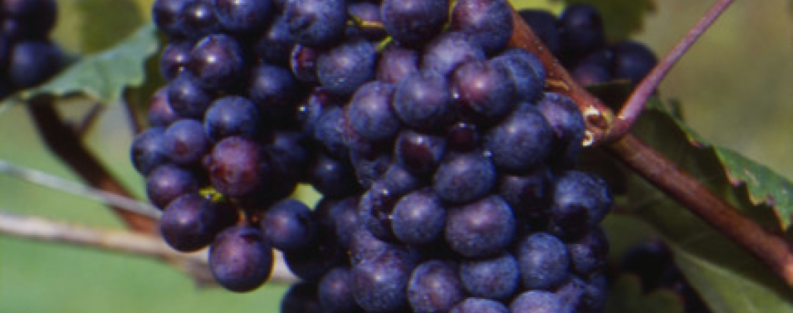 BlauerWild07301ab30a