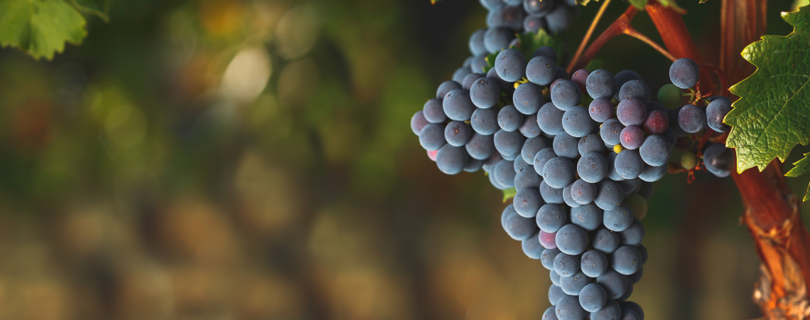Cabernet Franc