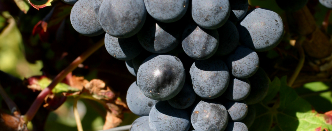 Carmenere