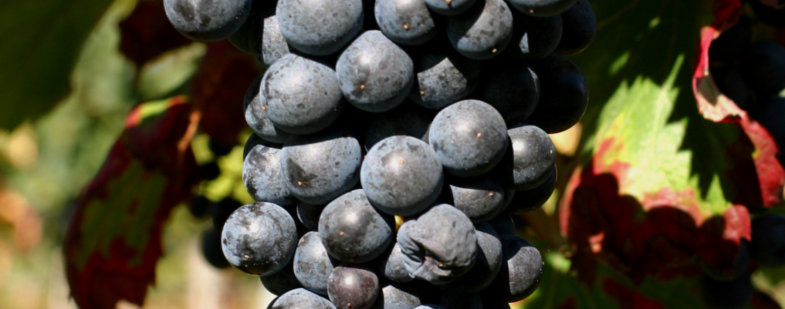 Dolcetto