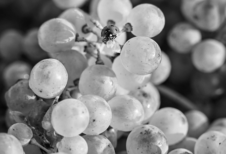 Fine Wine Chardonnay