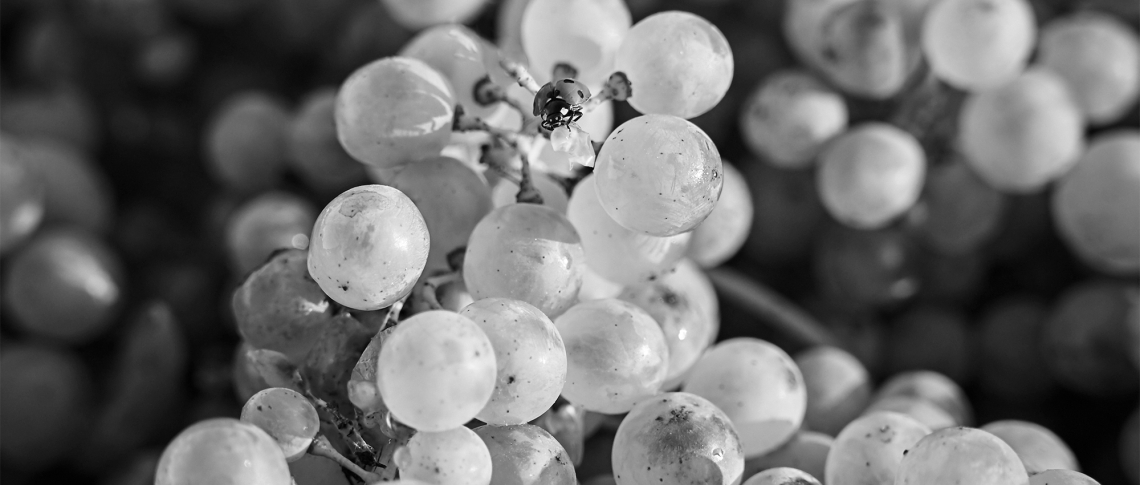 Fine Wine Chardonnay