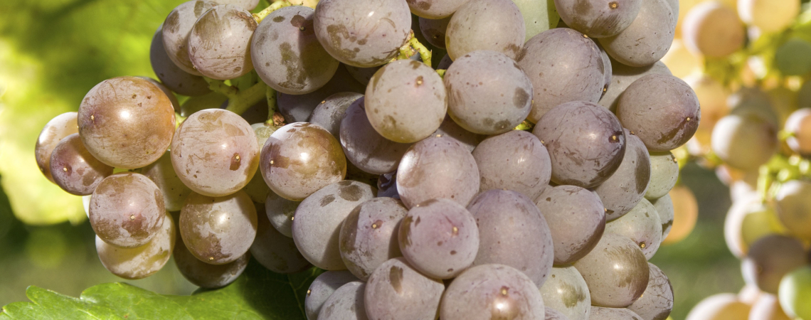 Garnacha