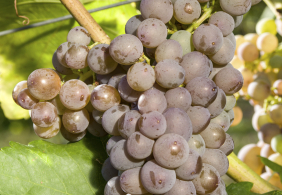 Garnacha