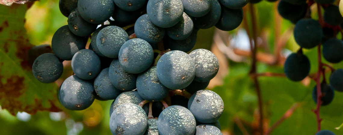 Lambrusco