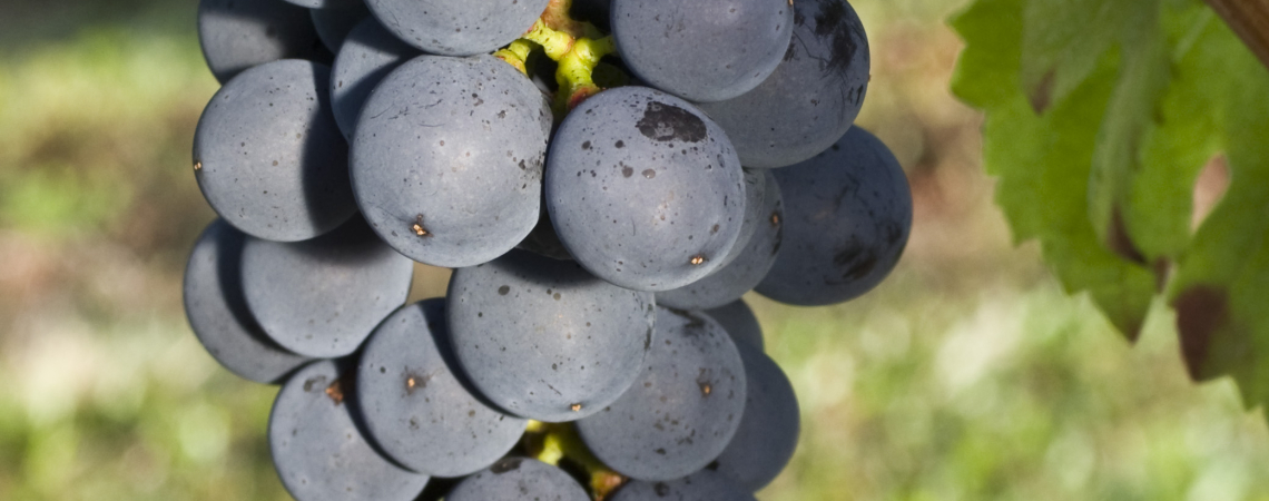 Malbec