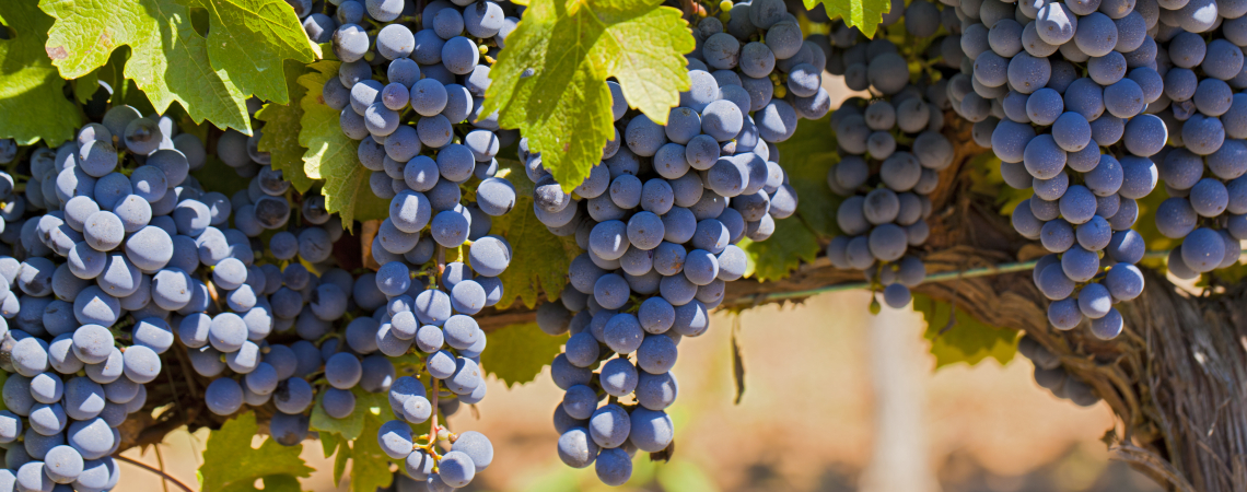 Merlot