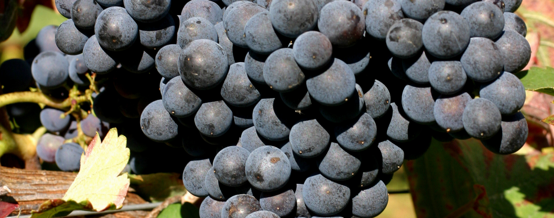 Monastrell