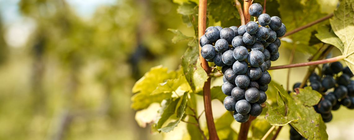 Nebbiolo