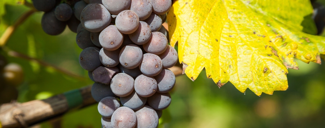 Pinot-noir.jpg