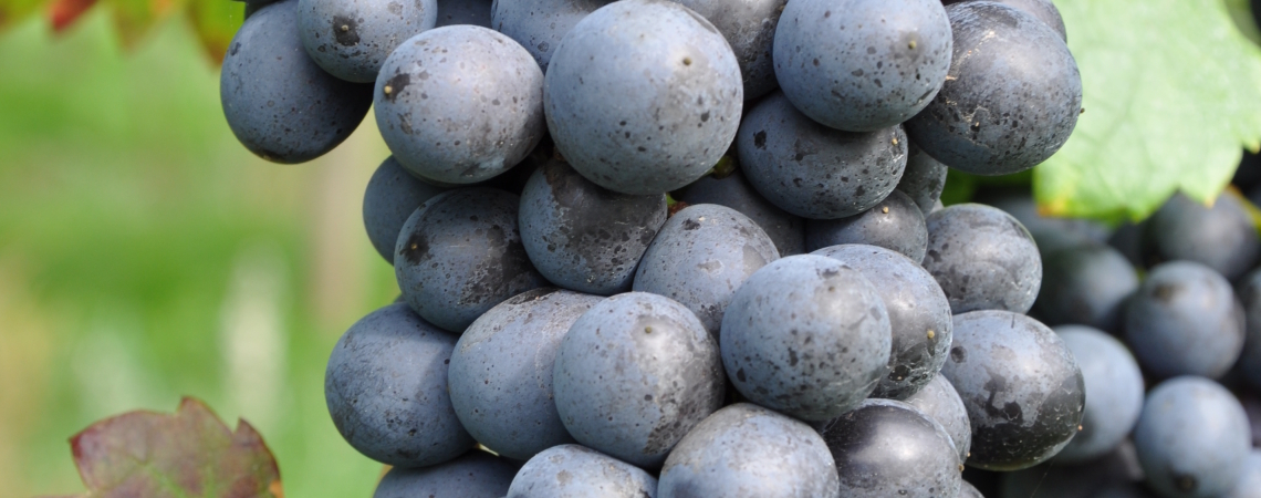 Pinotage