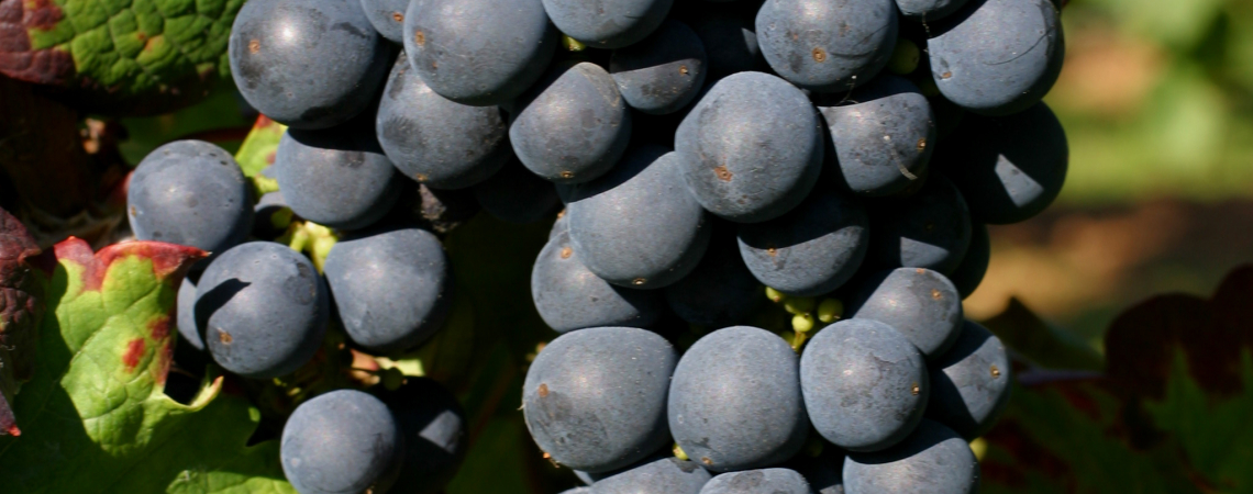 Primitivo