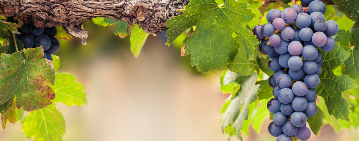 Rebsorte Cabernet Sauvignon