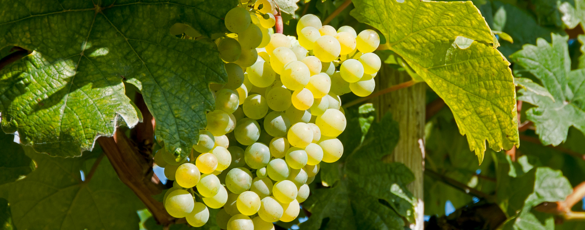 Rebsorte Gruener Veltliner