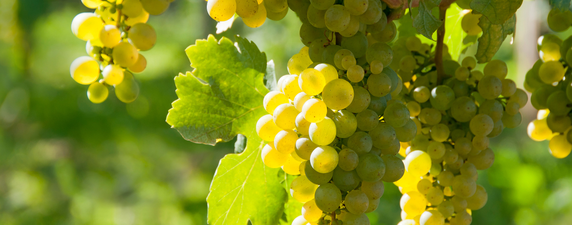 Rebsorte Riesling