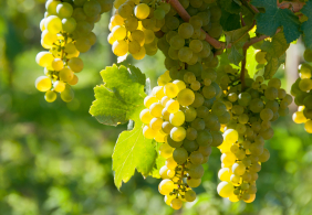 Rebsorte Riesling