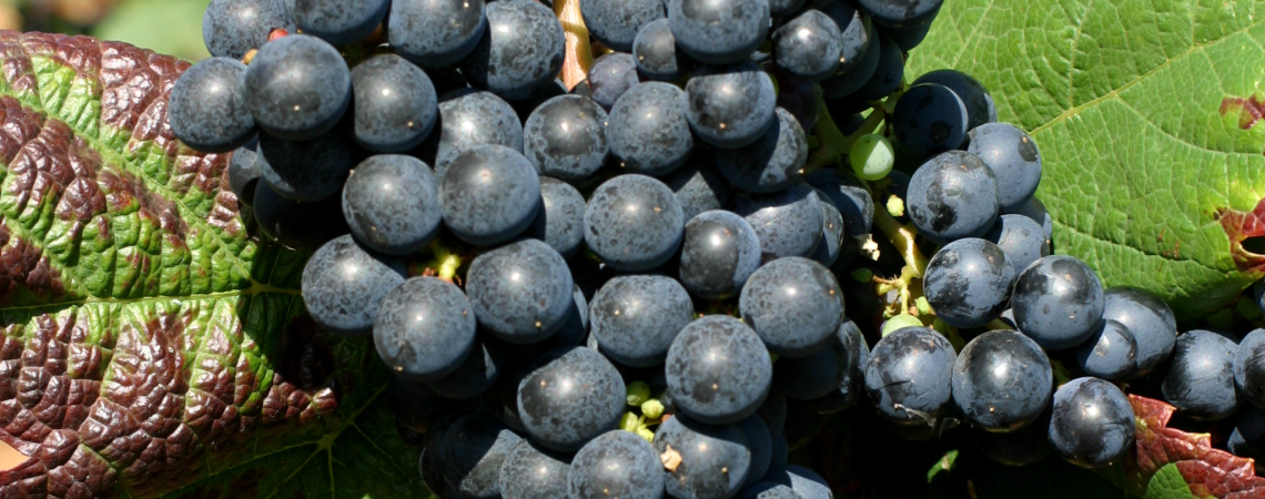 Tannat