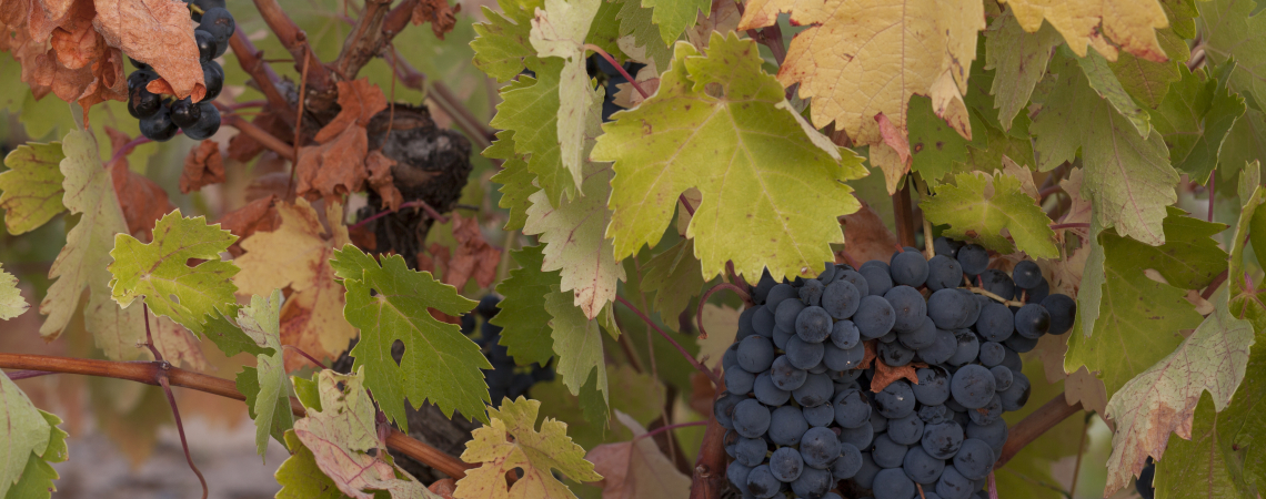 Tempranillo