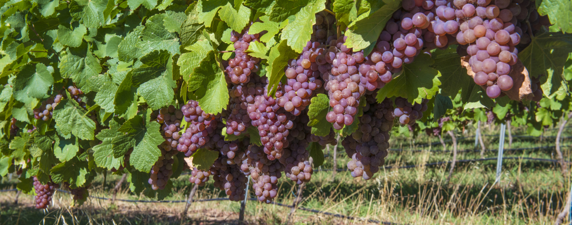 Traminer