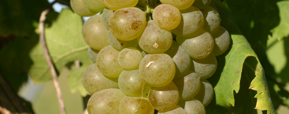 Viognier