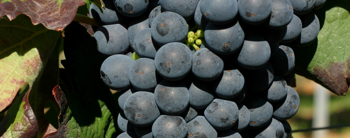 Zinfandel