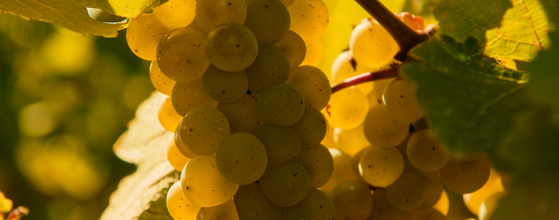 neuburger traube weingut erwin tinhof