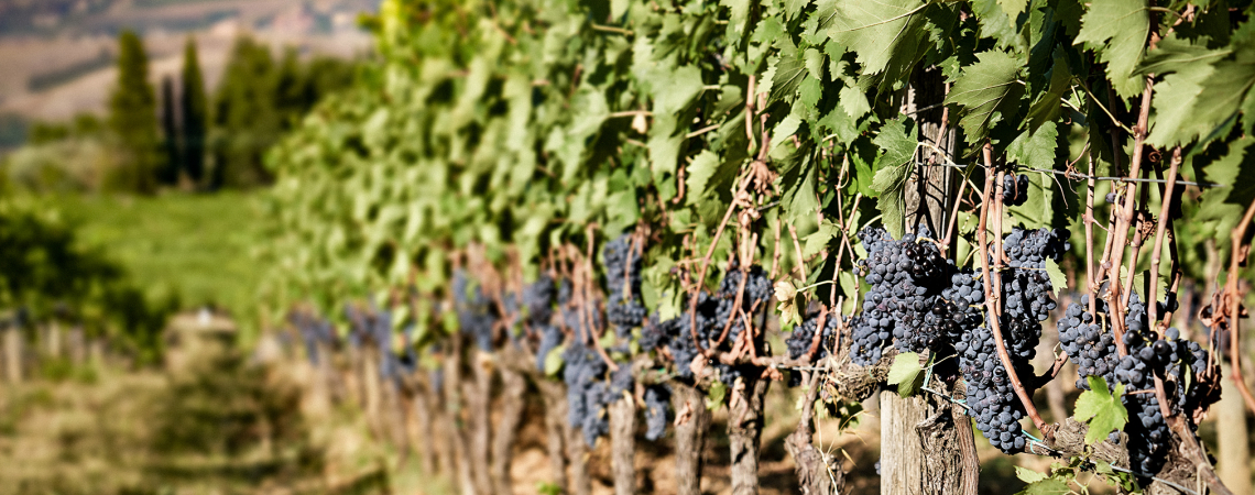 Sangiovese