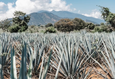 Tequila