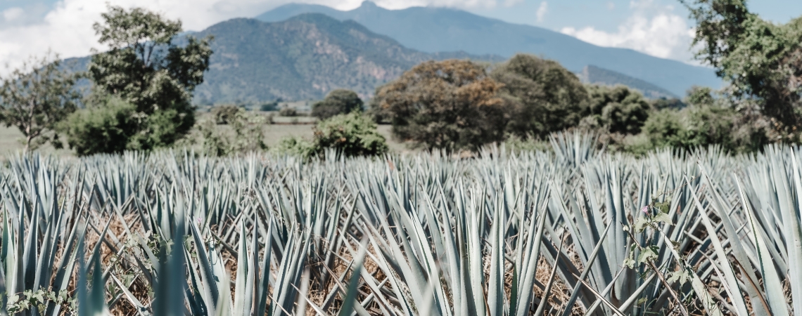 Tequila