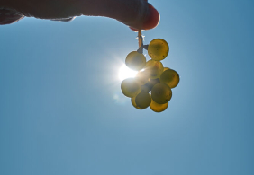 Hand hält Trauben im Sonnenschein vor blauem Himmel.