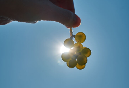 Hand hält Trauben gegen die Sonne, blauer Himmel im Hintergrund.