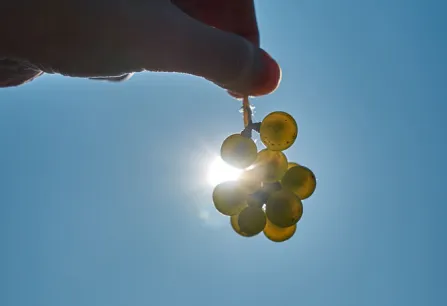 Hand hält Trauben gegen die Sonne, blauer Himmel im Hintergrund.