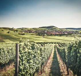 Weinberge bei sonnigem Himmel mit einem Dorf im Hintergrund.