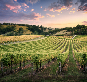 BarossaValley