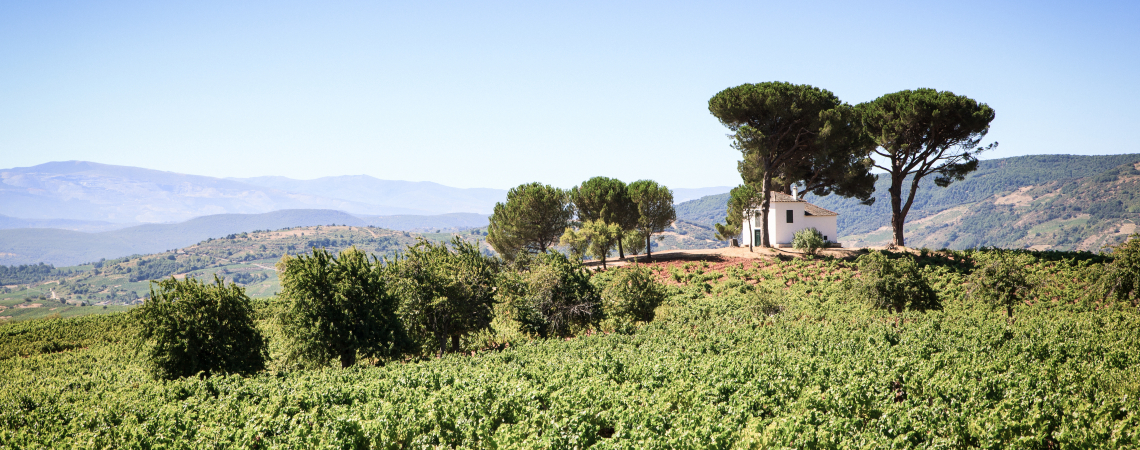 Bierzo.jpg