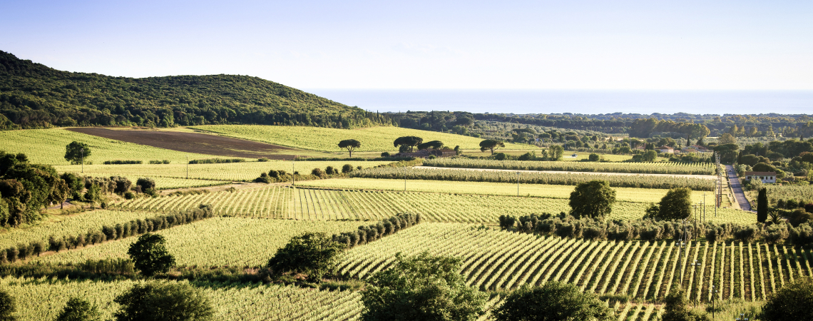 Bolgheri
