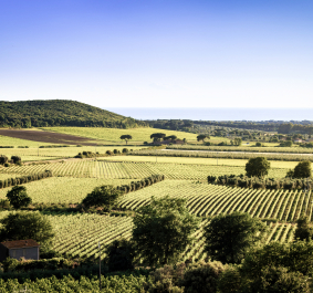 Bolgheri