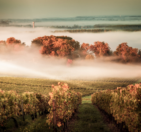 bordeaux.jpg