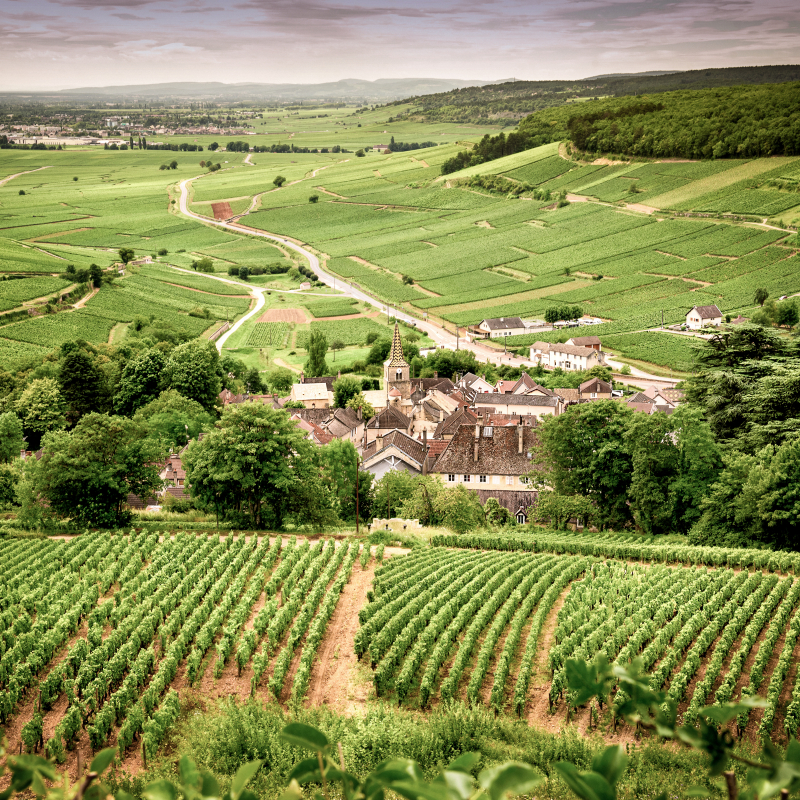 Chablis.jpg