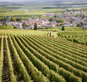 Cote-de-Beaune.jpg