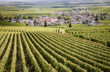 Weinberge in Reihen, mit Blick auf ein malerisches Dorf im Hintergrund.