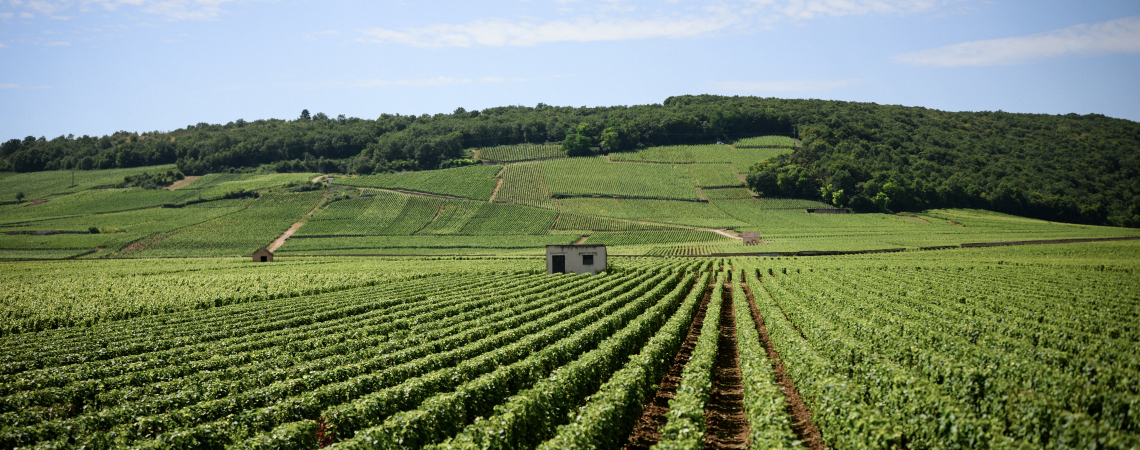 Cote-de-Nuits.jpg