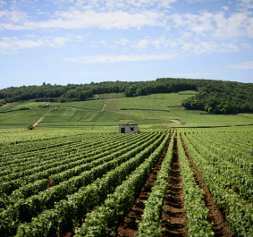 Cote-de-Nuits.jpg
