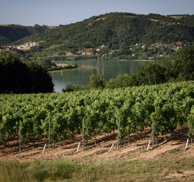 Cotes-du-Rhone_2.jpg