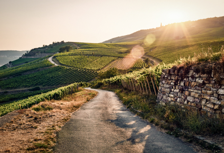 Sonnenuntergang über Weinbergen mit gewundener Straße und altem Steinzaun.