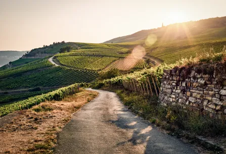 Sonnenuntergang über Weinbergen mit gewundener Straße und altem Steinzaun.